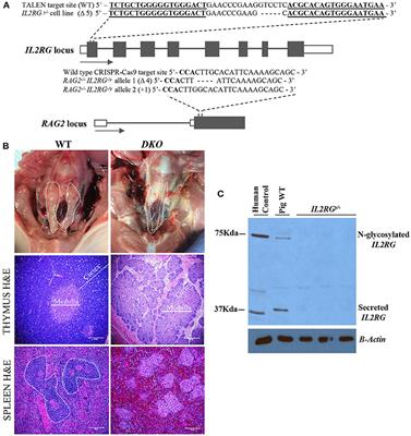 Allogeneic and xenogeneic lymphoid reconstitution in a RAG2−/−IL2RGy/− severe combined immunodeficient pig: A preclinical model for intrauterine hematopoietic transplantation